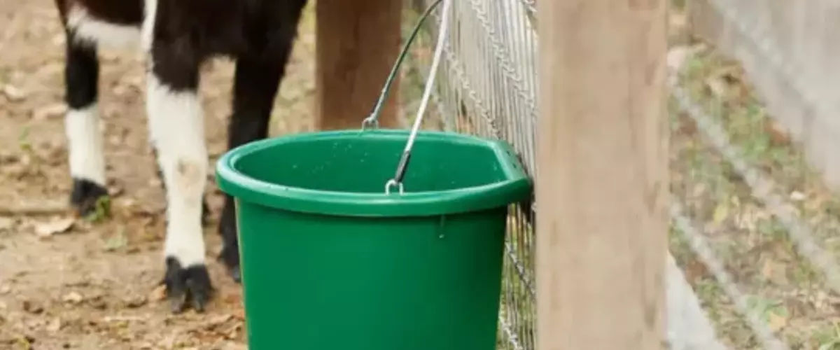 Looking for the Best Heated Water Buckets for L...