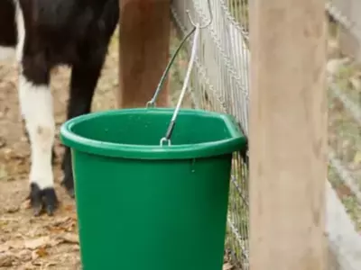 Looking for the Best Heated Water Buckets for L...