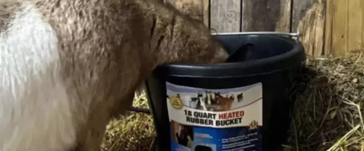 Is This Heated Livestock Water Bucket the Best ...