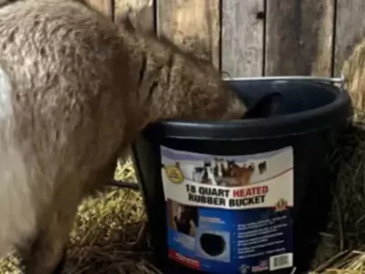 Is This Heated Livestock Water Bucket the Best ...