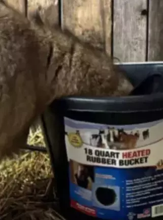 Where to Buy Safe Heaters for Chicken Coops? Try This 2-in-1 Option advertisement