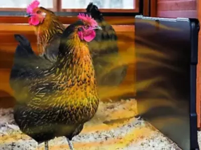 Where to Buy Safe Heaters for Chicken Coops? Tr...