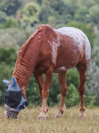 Are fly masks with ears or without ears better for my horse? advertisement