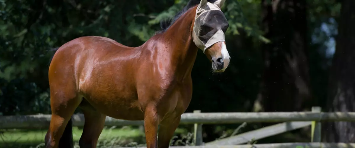 Are fly masks with ears or without ears better ...
