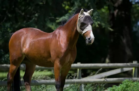 Are fly masks with ears or without ears better ...