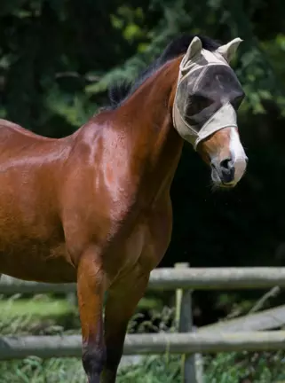 How do I choose the right size fly mask for my horse? advertisement