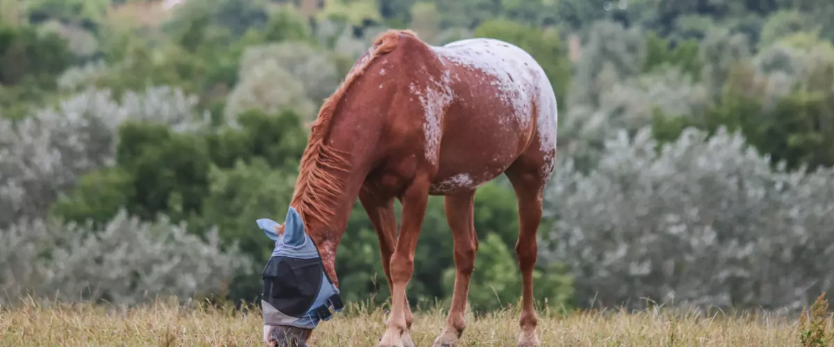 How do I choose the right size fly mask for my ...