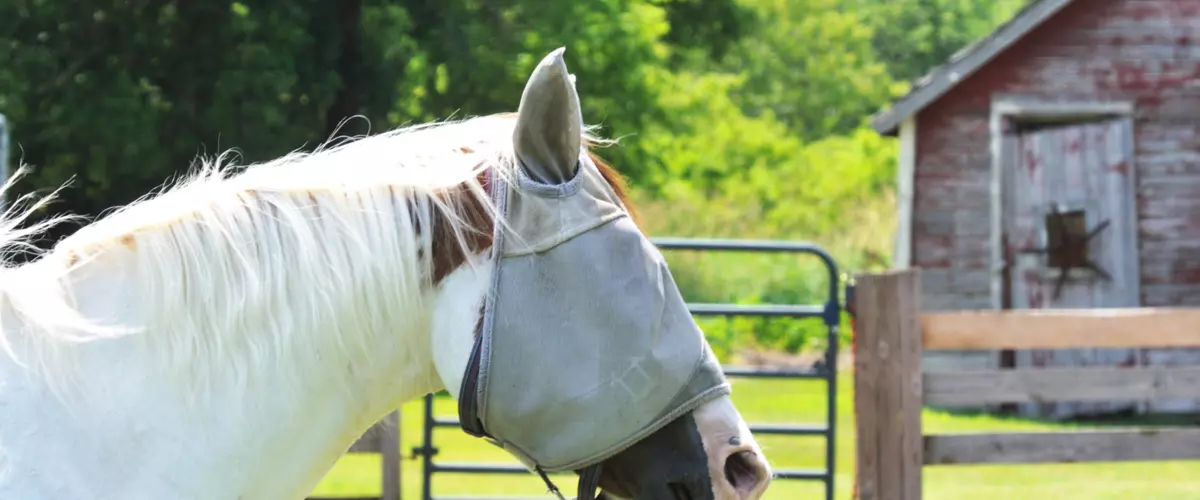 How do I keep a fly mask from rubbing my horse’...
