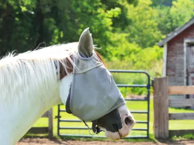 How do I keep a fly mask from rubbing my horse’...