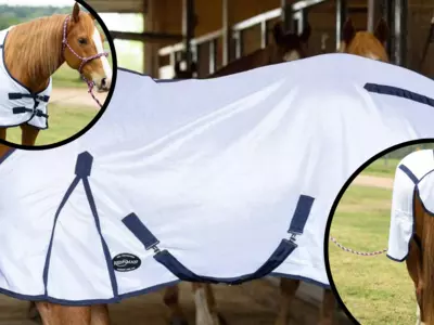 How do I clean and maintain fly masks and sheets?